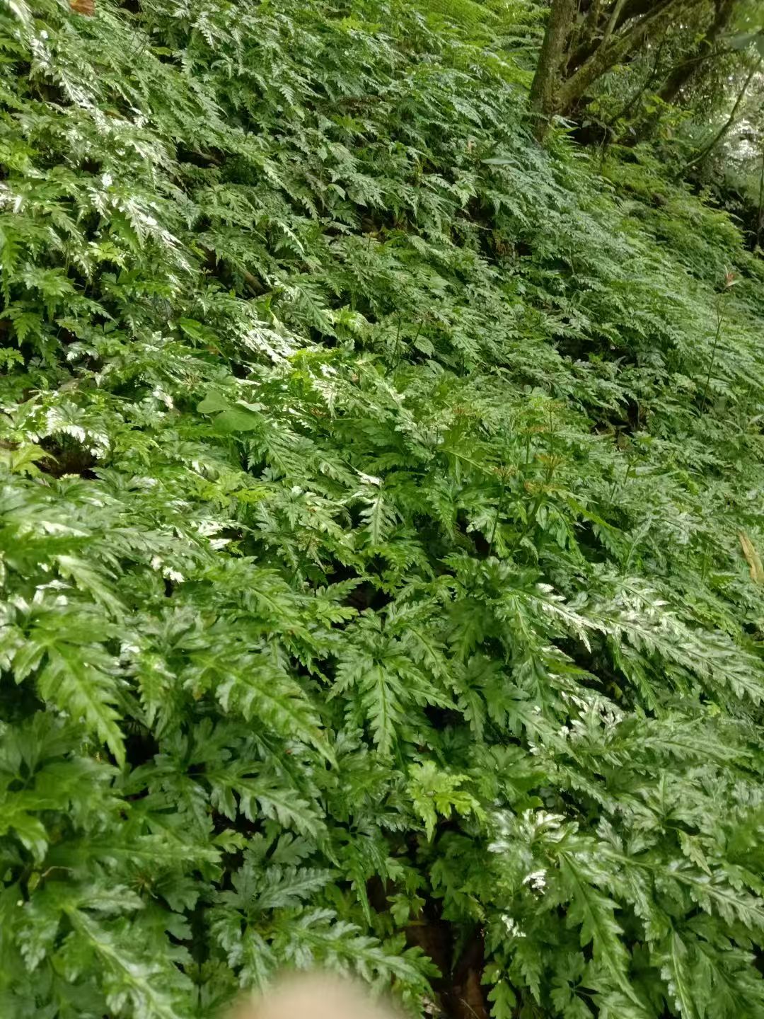 村风采